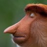 Фото профиля Code Monkey
