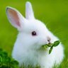 Фото профиля jobin jon