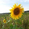 YorkshireDebbie🐎🐕🐝🌸🌼🌻🚜 的头像