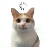 sunnycat profil fotoğrafı