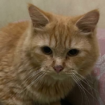 feelmyvoices's profile picture