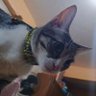 rolobox1's profile picture