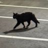 ひなた🐈⬛☀️🍡🍨🎤 的头像