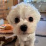 上越の松ちゃん profil fotoğrafı
