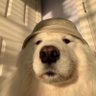 Hanu's profile picture