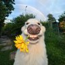 破壊's profile picture