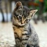 Lakshy profil fotoğrafı