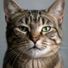 A CAT's profile picture