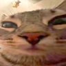 Masocatty 的头像