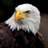 Profilbild von THE EAGLE