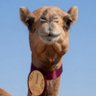 Фото профиля camel trophy