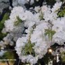 Фото профиля 숑숑