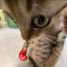 Profilbild von Sock It Bop It