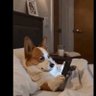 That Dog Meme 的头像