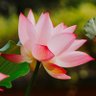 Hope41Joy 的头像