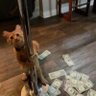 Gooooooose profil fotoğrafı