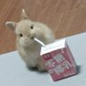 Фото профиля bunny~( ˘͈ ᵕ ˘͈♡)