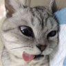 Luciferrr 的头像