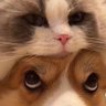 艾迪 profil fotoğrafı