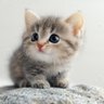 Фото профиля Kitten Cat