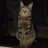 しゃっちょ's profile picture