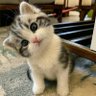 Caty 🐱's profile picture