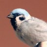 にゃりん profil fotoğrafı
