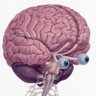 J L5's profile picture
