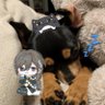 りんUo・×・oU's profile picture