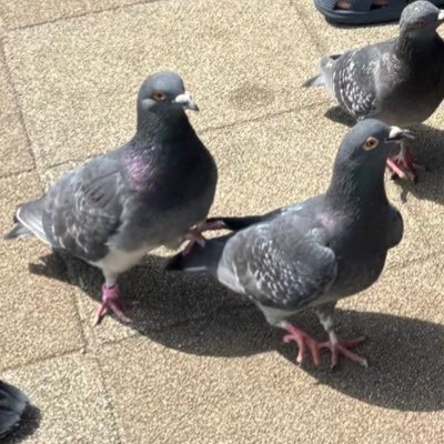 ﾉﾚーミン's profile picture