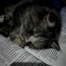 ♡ profil fotoğrafı