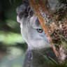 Skolopendra. profil fotoğrafı