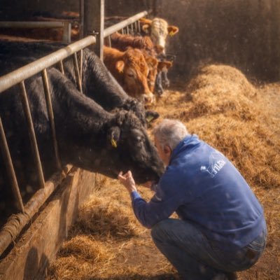 mairtinocolmain's profile picture