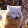 WhiteWolv's profile picture