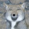 satsuuuuuu 的头像