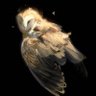 Mad Nox profil fotoğrafı