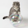 猫さんの日常🐱 的头像