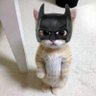 bat 的头像