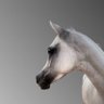 نـــــوف السلوم 🐎💛. 的头像