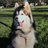 Amber profil fotoğrafı