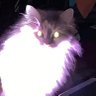 ChrissyCatnip profil fotoğrafı