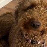 Scooter's profile picture