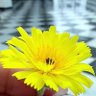 🌼Nooourr🌼🇰🇼-نووور🌼 profil fotoğrafı