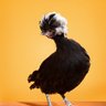 Hello Chicken's profile picture
