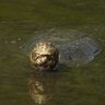 Profilbild von LU Turtle Power