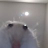 Rat 🎀 profil fotoğrafı