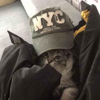 rachie🦖's profile picture