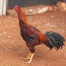 pariyerum ஓமணக்குட்டன்'s profile picture