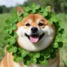 Luck Gou's profile picture
