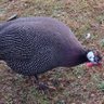 ホロホロ鳥 的头像